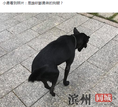 台当局被“断交” 陈水扁:是谁砍断勇弟的狗腿？